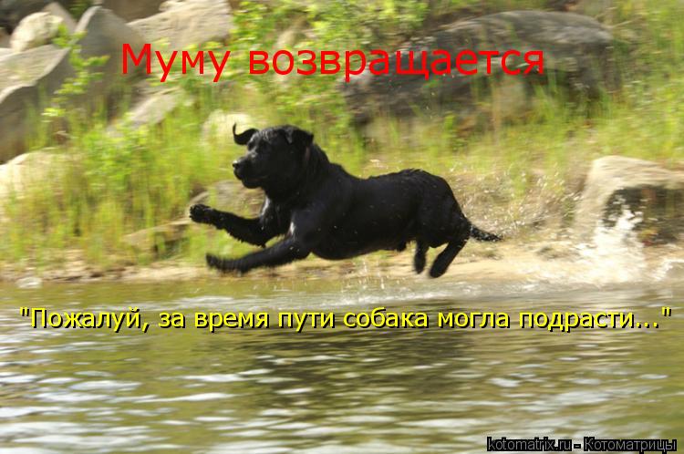 Муму возвращается "Пожалуй, за время пути собака могла подрасти..."... Котоматрица: Муму возвращается "Пожалуй, за время пути собака могла подрасти..."