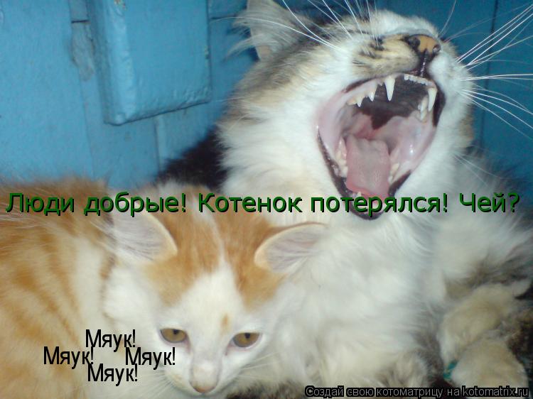 Люди добрые! Котенок потерялся! Чей? Мяук! Мяук! Мяук! Мяук!... Котоматрица: Люди добрые! Котенок потерялся! Чей? Мяук! Мяук! Мяук! Мяук!