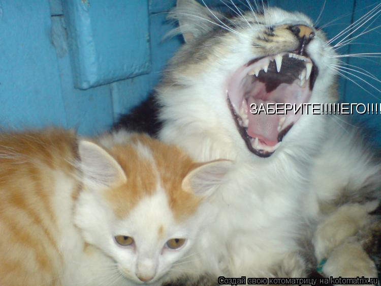 ЗАБЕРИТЕ!!!!!ЕГО!!!!! Обещаю!Не буду у новых хозяев попугайчиков лопать....... Котоматрица: ЗАБЕРИТЕ!!!!!ЕГО!!!!! Обещаю!Не буду у новых хозяев попугайчиков лопать....
