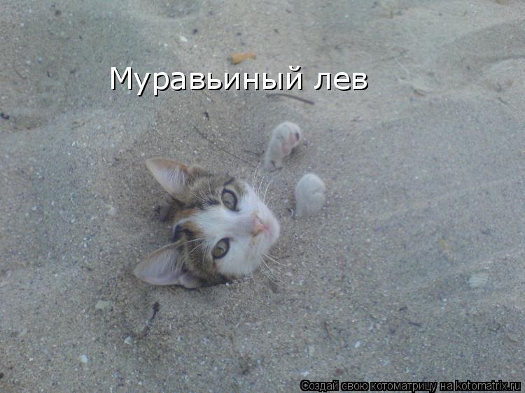 Муравьиный лев... Котоматрица: Муравьиный лев