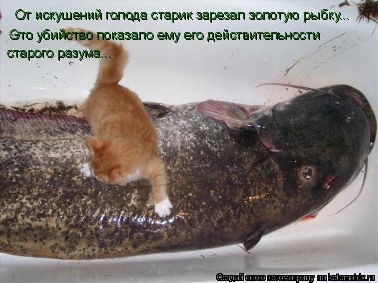 От искушений голода старик зарезал золотую рыбку... Это убийство показало ему его действительности с... Котоматрица: От искушений голода старик зарезал золотую рыбку... Это убийство показало ему его действительности старого разума...