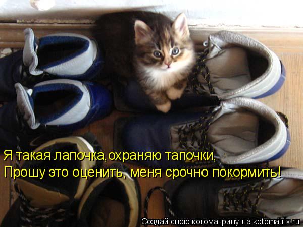 Прошу это оценить, меня срочно покормить! Я такая лапочка,охраняю тапочки,... Котоматрица: Прошу это оценить, меня срочно покормить! Я такая лапочка,охраняю тапочки,