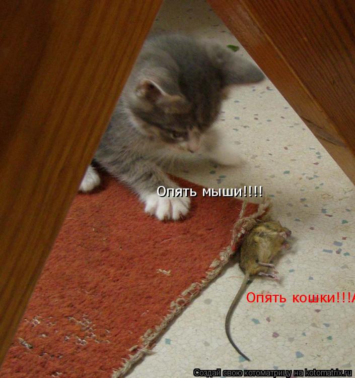 Опять мыши!!!! Опять кошки!!!Аааа!... Котоматрица: Опять мыши!!!! Опять кошки!!!Аааа!