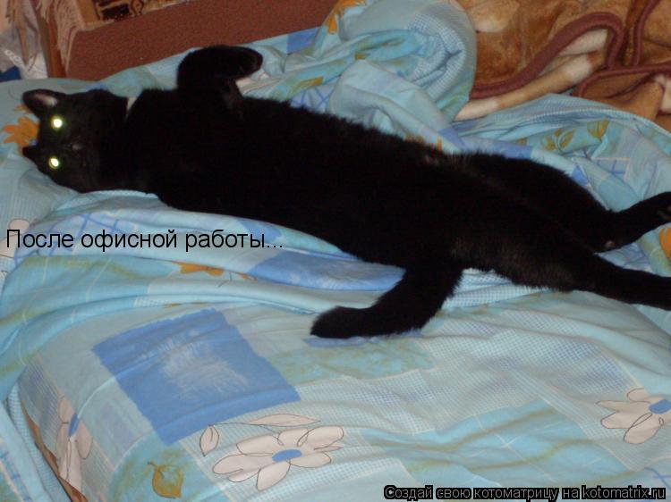 После офисной работы...... Котоматрица: После офисной работы...