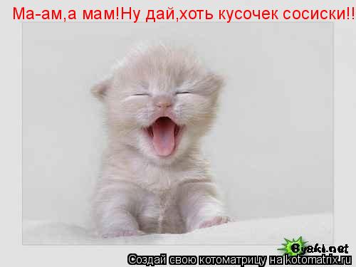 Ма-ам,а мам!Ну дай,хоть кусочек сосиски!!!... Котоматрица: Ма-ам,а мам!Ну дай,хоть кусочек сосиски!!!