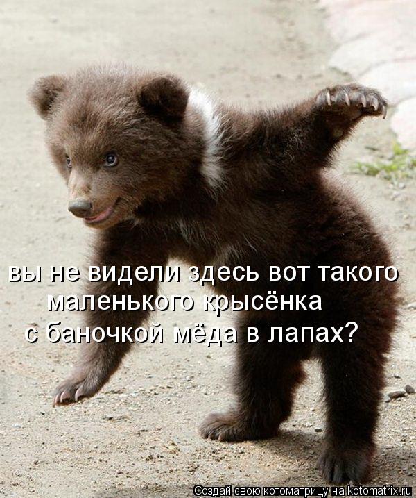вы не видели здесь вот такого с баночкой мёда в лапах? маленького крысёнка... Котоматрица: вы не видели здесь вот такого с баночкой мёда в лапах? маленького крысёнка
