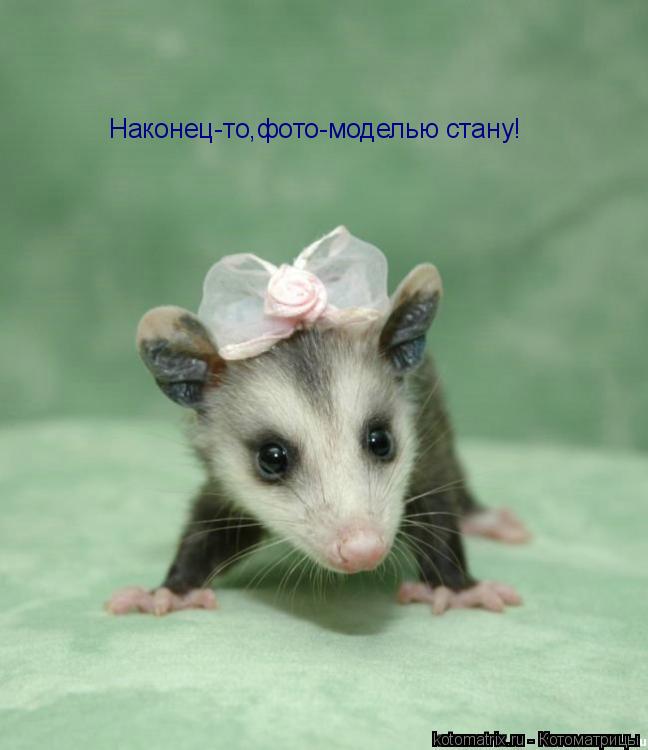 Наконец-то,фото-моделью стану!... Котоматрица: Наконец-то,фото-моделью стану!