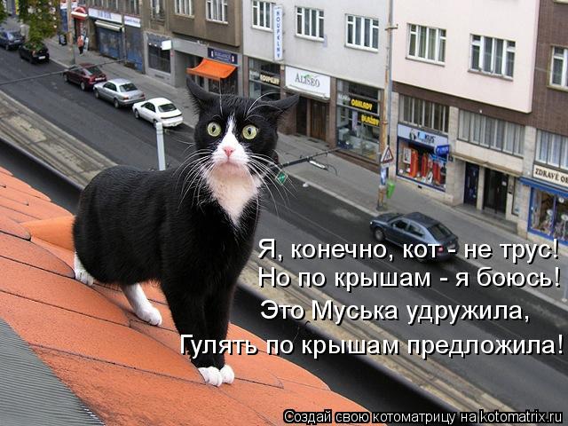 Я, конечно, кот - не трус! Но по крышам - я боюсь! Это Муська удружила, Гулять по крышам предложила!... Котоматрица: Я, конечно, кот - не трус! Но по крышам - я боюсь! Это Муська удружила, Гулять по крышам предложила!