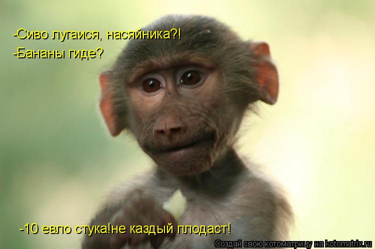 -Сиво лугаися, насяйника?! -Бананы гиде? -10 евло стука!не каздый плодаст!... Котоматрица: -Сиво лугаися, насяйника?! -Бананы гиде? -10 евло стука!не каздый плодаст!