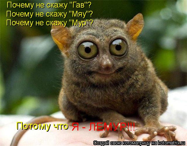 Почему не скажу "Гав"? Почему не скажу "Мяу"? Почему не скажу "Мур"? Потому что Я - ЛЕМУР!!!... Котоматрица: Почему не скажу "Гав"? Почему не скажу "Мяу"? Почему не скажу "Мур"? Потому что Я - ЛЕМУР!!!