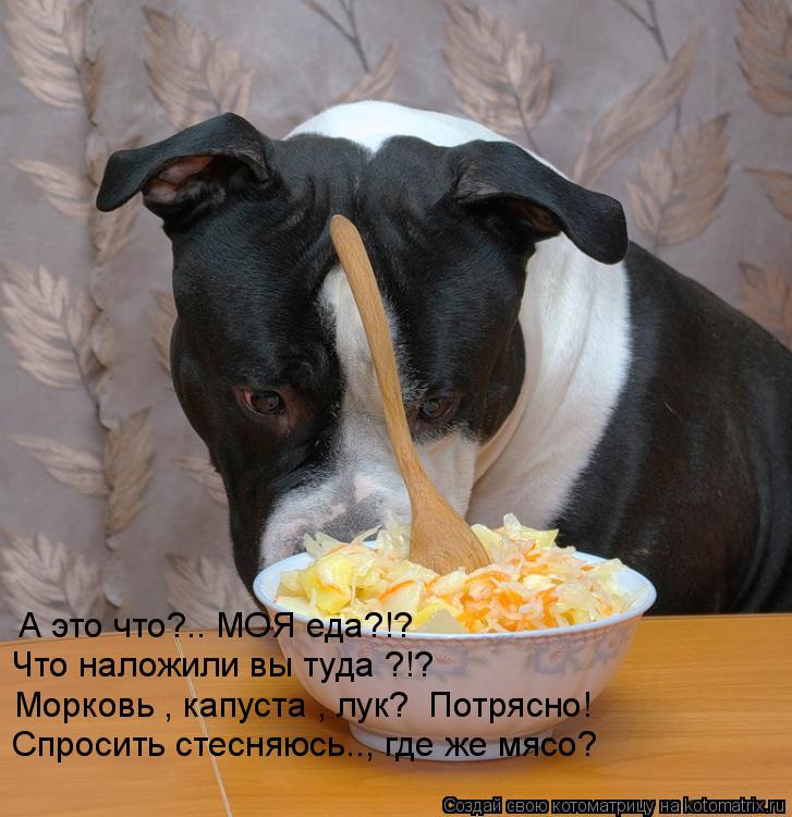 А это что?.. МОЯ еда?!? Что наложили вы туда ?!? Морковь , капуста , лук? Потрясно! Спросить ст... Котоматрица: А это что?.. МОЯ еда?!? Что наложили вы туда ?!? Морковь , капуста , лук? Потрясно! Спросить стесняюсь.., где же мясо?