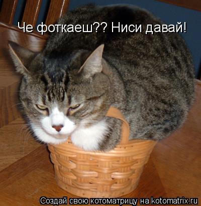 Че фоткаеш?? Ниси давай! Че фоткаеш?? Ниси давай!... Котоматрица: Че фоткаеш?? Ниси давай! Че фоткаеш?? Ниси давай!