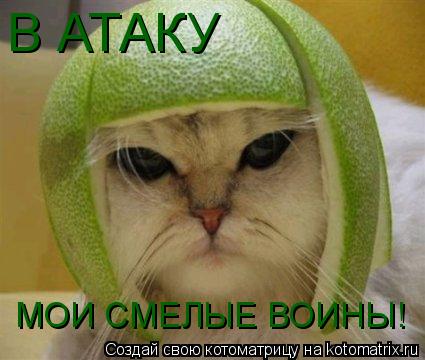 В АТАКУ МОИ СМЕЛЫЕ ВОИНЫ!... Котоматрица: В АТАКУ МОИ СМЕЛЫЕ ВОИНЫ!