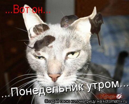 ...Вот он... ...Понедельник утром...... Котоматрица: ...Вот он... ...Понедельник утром...