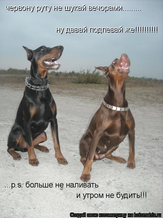 червону руту не шукай вечорами......... ну давай подпевай же!!!!!!!!!! ...p.s. больше не наливать и у... Котоматрица: червону руту не шукай вечорами......... ну давай подпевай же!!!!!!!!!! ...p.s. больше не наливать и утром не будить!!!