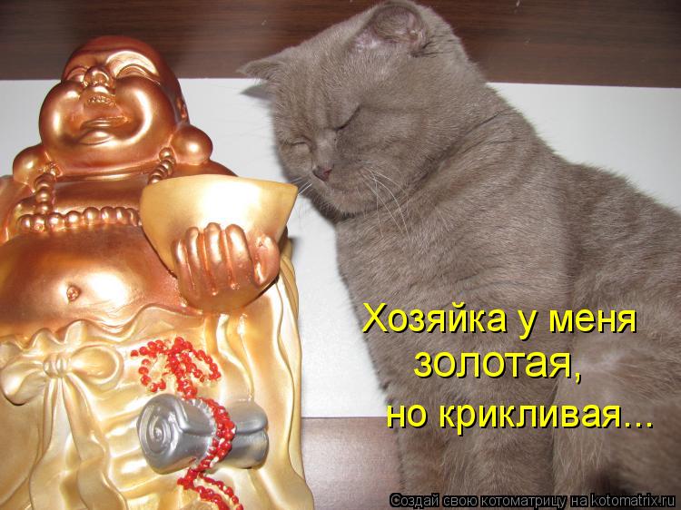 Хозяйка у меня золотая, но крикливая...... Котоматрица: Хозяйка у меня золотая, но крикливая...