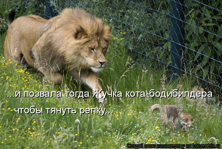 Котоматрица: ...и позвала тогда Жучка кота-бодибилдера чтобы тянуть репку...