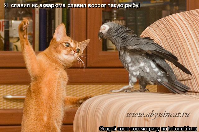 Я славил ис акварюма славил воооот такую рыбу!... Котоматрица: Я славил ис акварюма славил воооот такую рыбу!