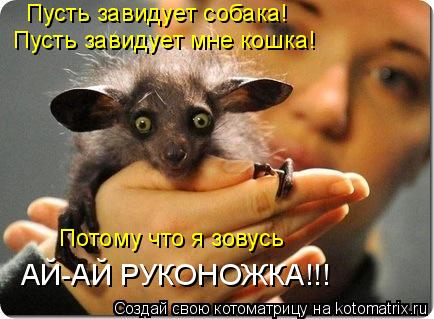 Пусть завидует собака! Пусть завидует мне кошка! Потому что я зовусь АЙ-АЙ РУКОНОЖКА!!!... Котоматрица: Пусть завидует собака! Пусть завидует мне кошка! Потому что я зовусь АЙ-АЙ РУКОНОЖКА!!!