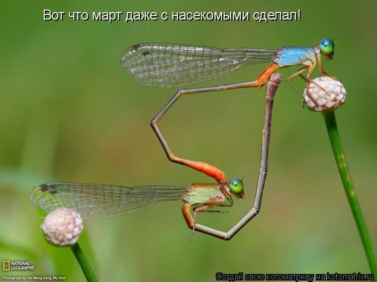 Вот что март даже с насекомыми сделал!... Котоматрица: Вот что март даже с насекомыми сделал!
