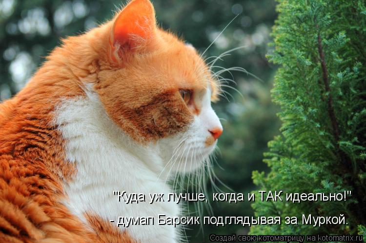 "Куда уж лучше, когда и ТАК идеально!" - думап Барсик подглядывая за Муркой.... Котоматрица: "Куда уж лучше, когда и ТАК идеально!" - думап Барсик подглядывая за Муркой.