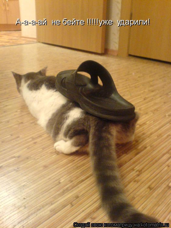 А-а-а-ай не бейте !!!!!уже ударили!... Котоматрица: А-а-а-ай не бейте !!!!!уже ударили!