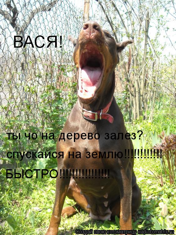 ВАСЯ! ты чо на дерево залез? спускайся на землю!!!!!!!!!!!! БЫСТРО!!!!!!!!!!!!!!!!... Котоматрица: ВАСЯ! ты чо на дерево залез? спускайся на землю!!!!!!!!!!!! БЫСТРО!!!!!!!!!!!!!!!!