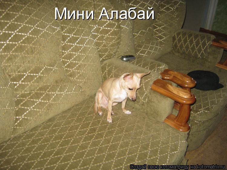 Мини Алабай... Котоматрица: Мини Алабай