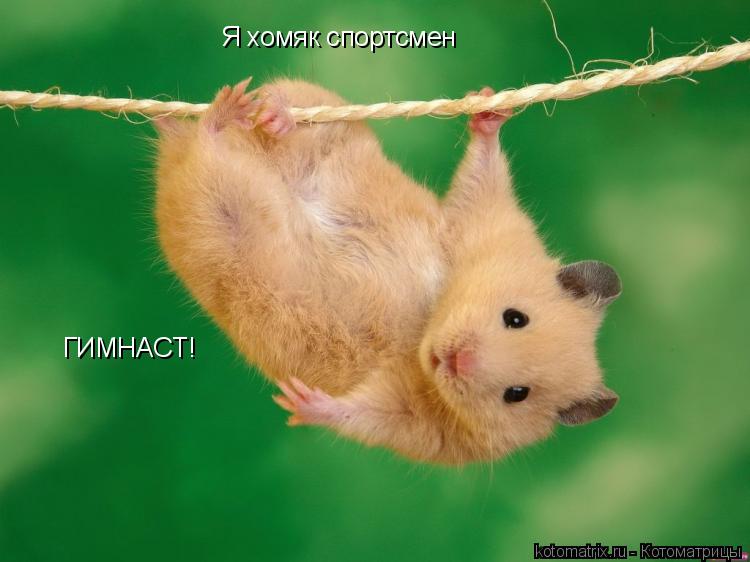 Я хомяк спортсмен ГИМНАСТ!... Котоматрица: Я хомяк спортсмен ГИМНАСТ!