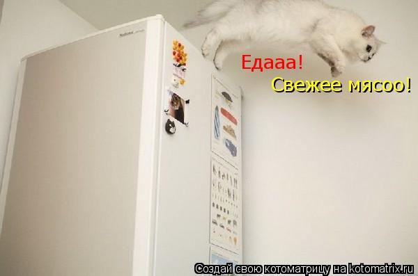 Едааа! Едааа! Свежее мясоо!... Котоматрица: Едааа! Едааа! Свежее мясоо!