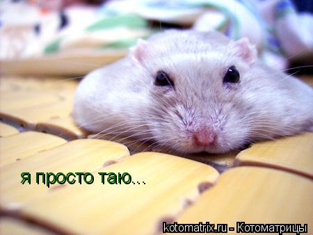 я просто таю...... Котоматрица: я просто таю...