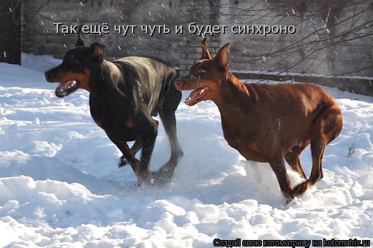 Так ещё чут чуть и будет синхроно... Котоматрица: Так ещё чут чуть и будет синхроно