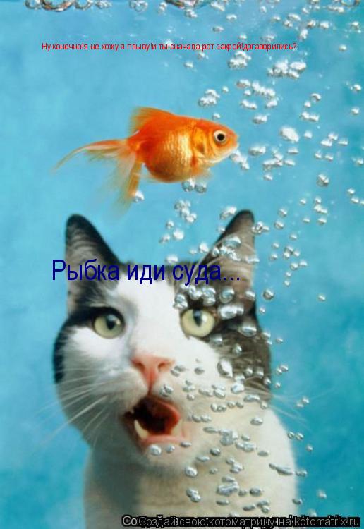 Рыбка иди суда... Ну конечно!я не хожу я плыву!и ты сначала рот закрой!догаворились?... Котоматрица: Рыбка иди суда... Ну конечно!я не хожу я плыву!и ты сначала рот закрой!догаворились?