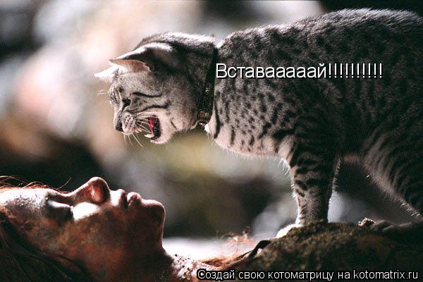 Вставааааай!!!!!!!!!!... Котоматрица: Вставааааай!!!!!!!!!!