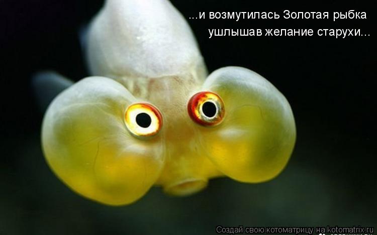 ...и возмутилась Золотая рыбка ушлышав желание старухи...... Котоматрица: ...и возмутилась Золотая рыбка ушлышав желание старухи...