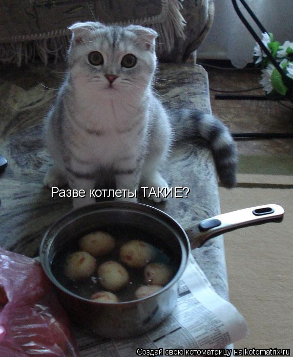 Разве котлеты ТАКИЕ?... Котоматрица: Разве котлеты ТАКИЕ?