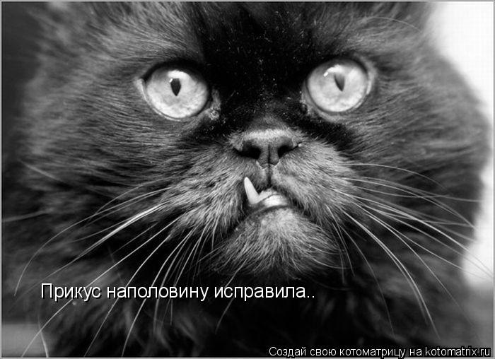 Прикус наполовину исправила..... Котоматрица: Прикус наполовину исправила..