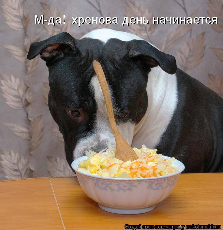 М-да! хренова день начинается... Котоматрица: М-да! хренова день начинается