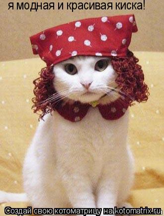 я модная и красивая киска!... Котоматрица: я модная и красивая киска!