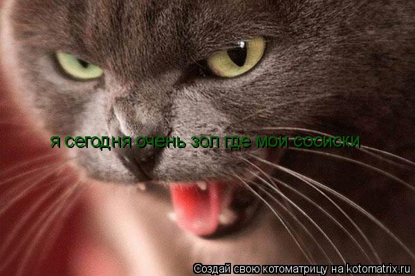 я сегодня очень зол где мои сосиски... Котоматрица: я сегодня очень зол где мои сосиски