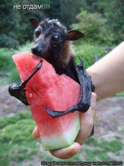 не отдам!!!!... Котоматрица: не отдам!!!!