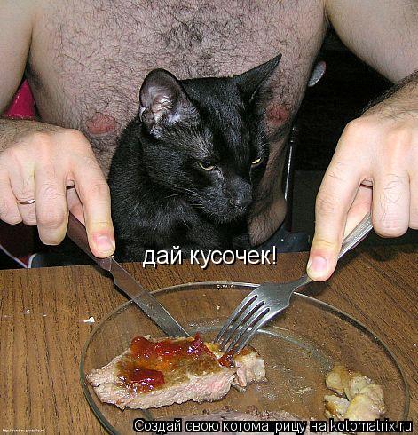 дай кусочек!... Котоматрица: дай кусочек!