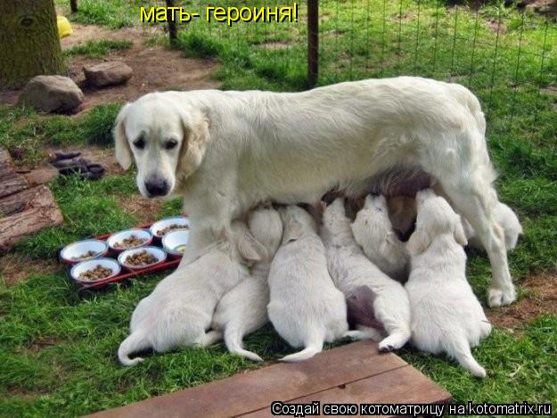 мать- героиня!... Котоматрица: мать- героиня!