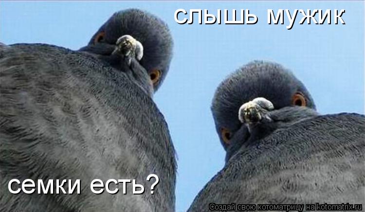слышь мужик семки есть?... Котоматрица: слышь мужик семки есть?