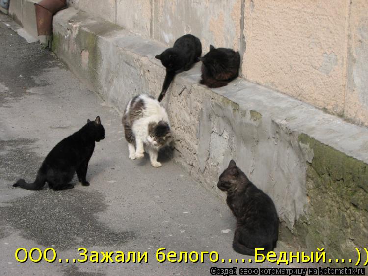OOO...Зажали белого.....Бедный....)))... Котоматрица: OOO...Зажали белого.....Бедный....)))