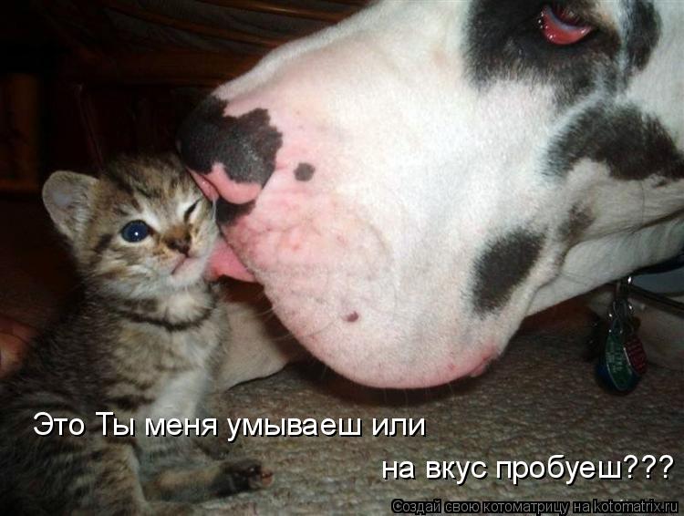 Это Ты меня умываеш или на вкус пробуеш???... Котоматрица: Это Ты меня умываеш или на вкус пробуеш???
