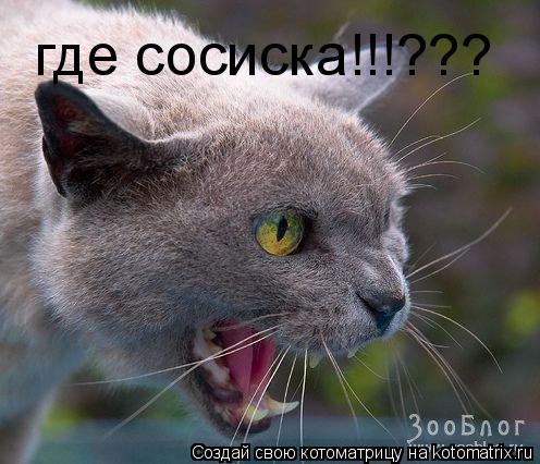 где сосиска!!!???... Котоматрица: где сосиска!!!???