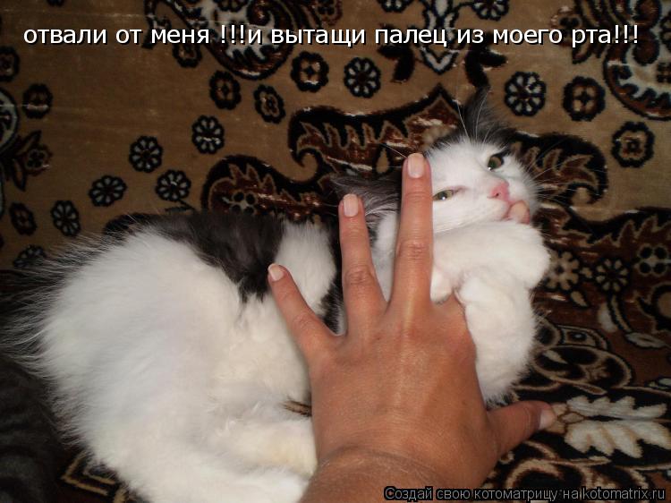 отвали от меня !!!и вытащи палец из моего рта!!!... Котоматрица: отвали от меня !!!и вытащи палец из моего рта!!!