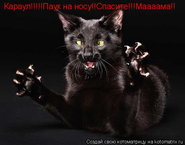 Караул!!!!!Паук на носу!!Спасите!!!Маааама!!... Котоматрица: Караул!!!!!Паук на носу!!Спасите!!!Маааама!!