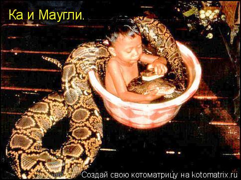 Ка и Маугли.... Котоматрица: Ка и Маугли.